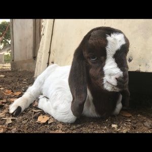 Meet your Posher, Miguel